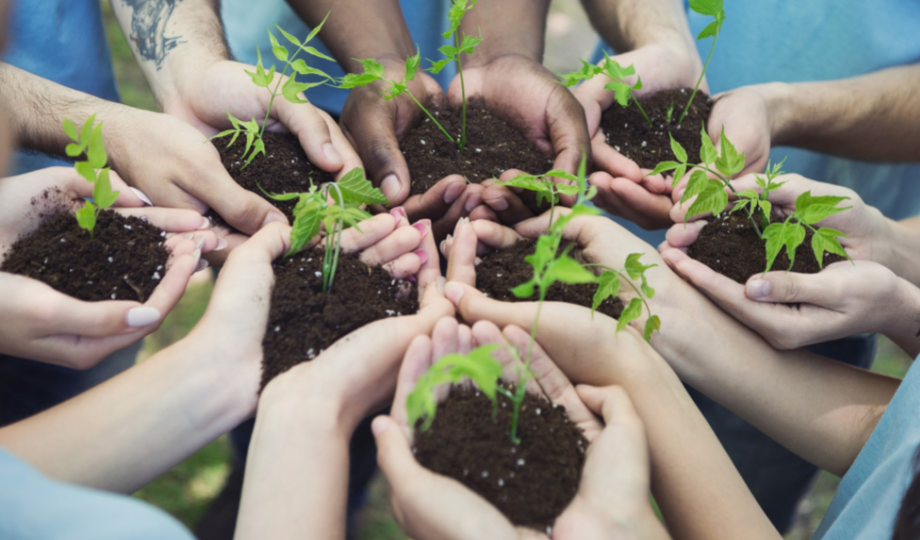 a circle of hand holds small green seedlings in dark brown soil.